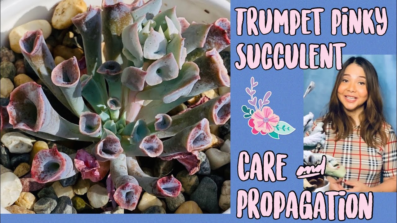 E. Trumpet Pinky | Echeveria Origin | Care & Propagation | Succulents by Vonny