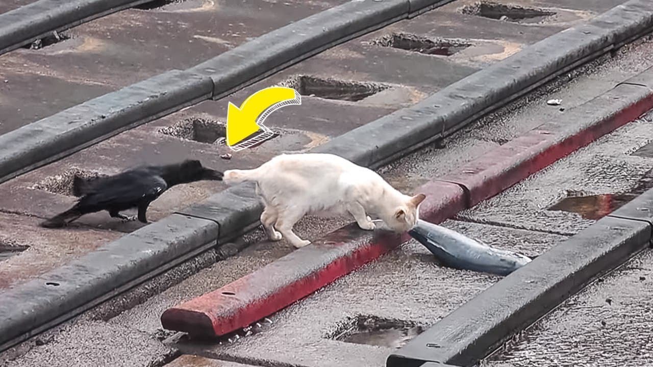 26 Mal, als Tiere sich gegenüber anderen Tieren wie Idioten aufführten