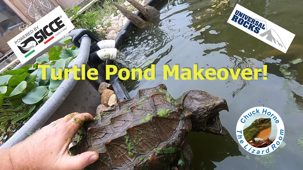 My Alligator Snapping Turtle gets a new pond!