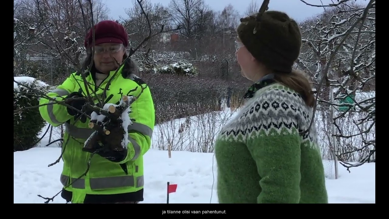 Vanhan omenapuun leikkaus Kupittaan siirtolapuutarhalla