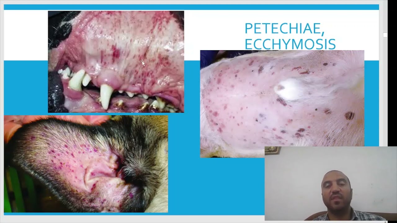 أفكر في أيه أثناء الكشف الكامل الحيوانات الاليفة.الجزء 2/6 dog and cat physical exam 2/6