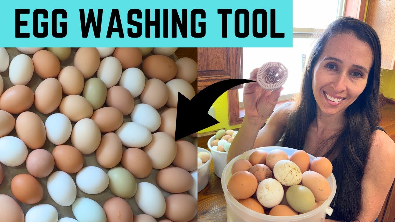 Silicone Egg Washing Tool Honest Review For Backyard Chicken Eggs
