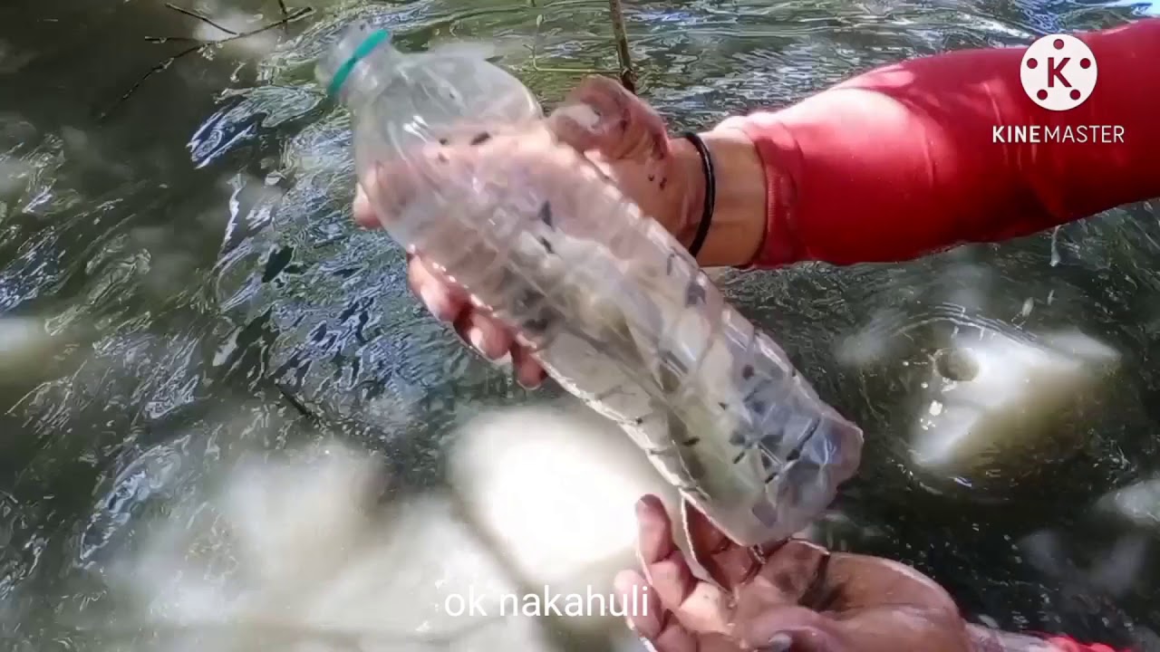 Ep#3 Plastic Bottle Trap for Big Mudskipper (Malalaking Tambasakan)  #catch&cook