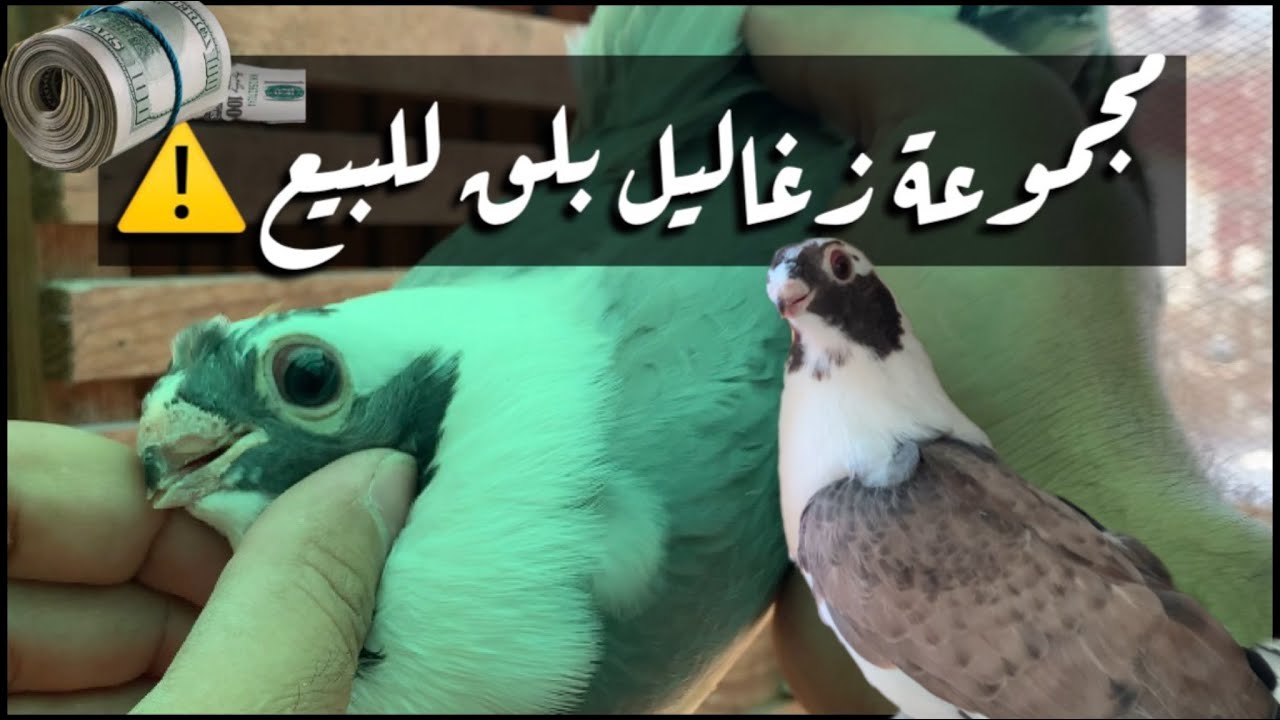 احلي فرجة زغاليل بلق من السلاكة#لوفت_عمرو_اشرف