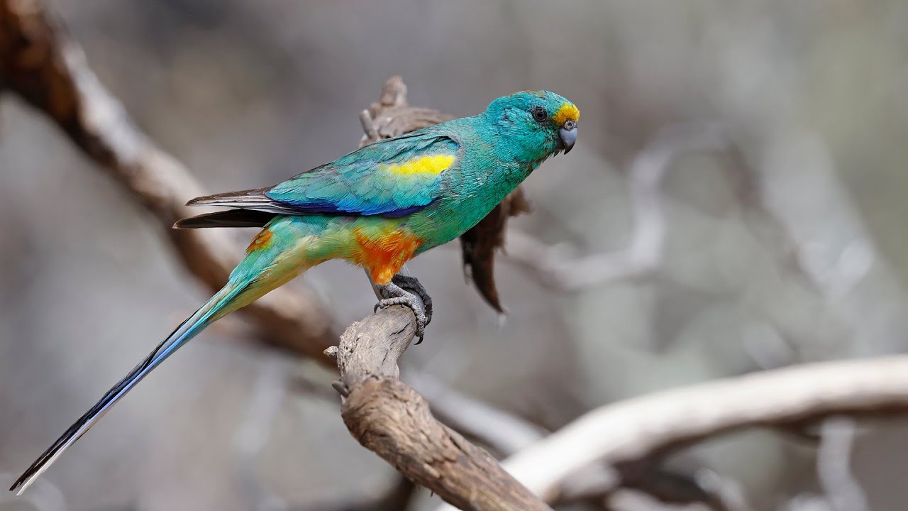 Australia Part 37: visiting Gluepot. Parrots and Honeyeaters en masse! Oct 14 #canon_r5 #rf100_500