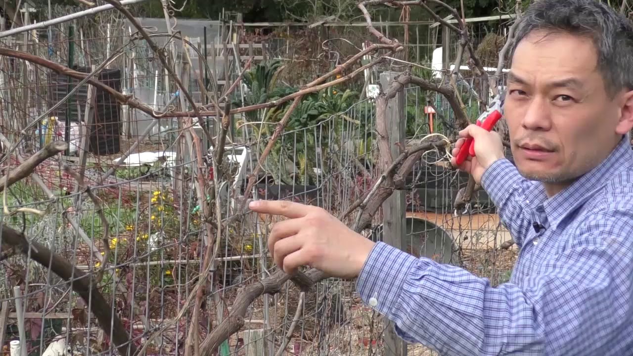 葡萄長梢修剪Cane Pruning