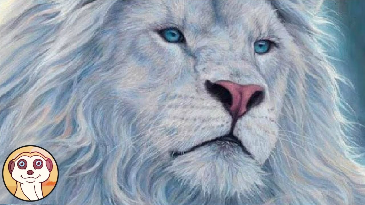 10 ANIMALI PIÙ BELLI DEL MONDO
