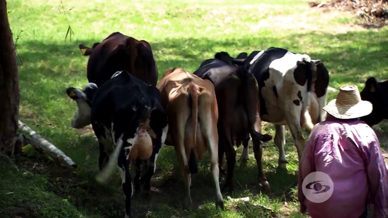 Ventajas de la implementación de los estercoleros | La Finca de Hoy