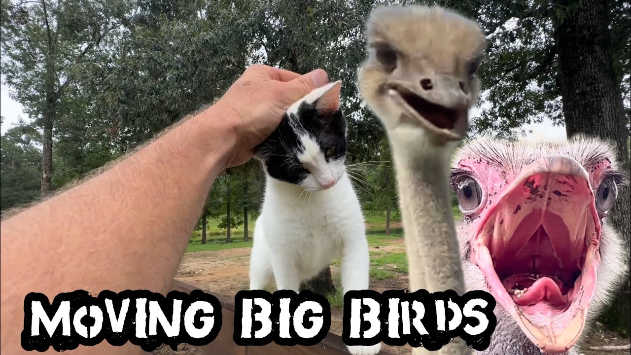 Saving Rescue Ostrich Again