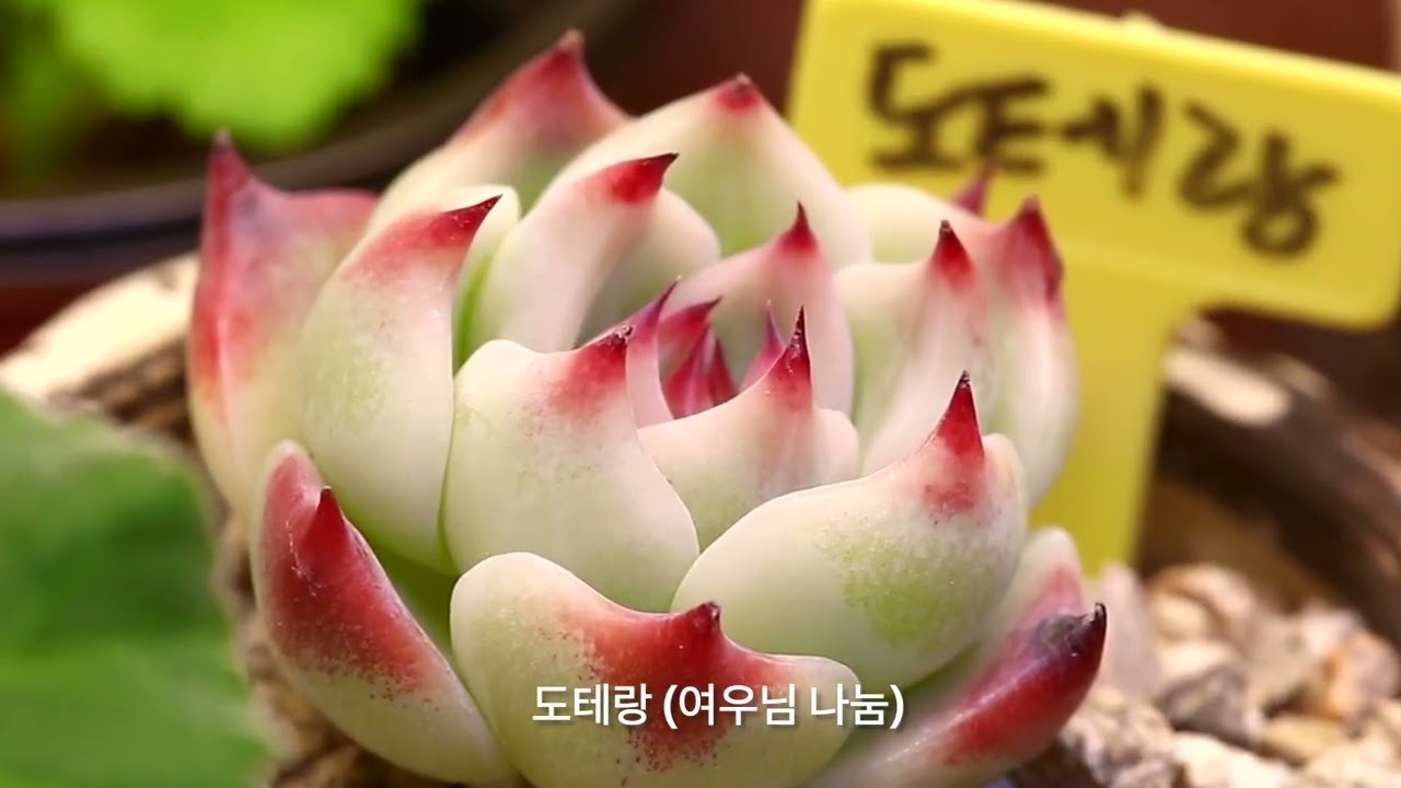 사랑초와 다육이..(AI 작곡/루시에 작사) #flowers #제라늄키우기 #가드닝 #베란다정원 #gardening #제라늄 #제라늄삽목