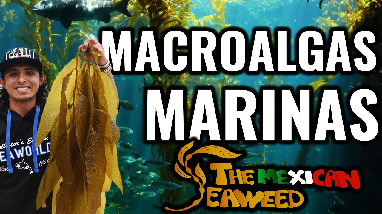 Las macroalgas marinas