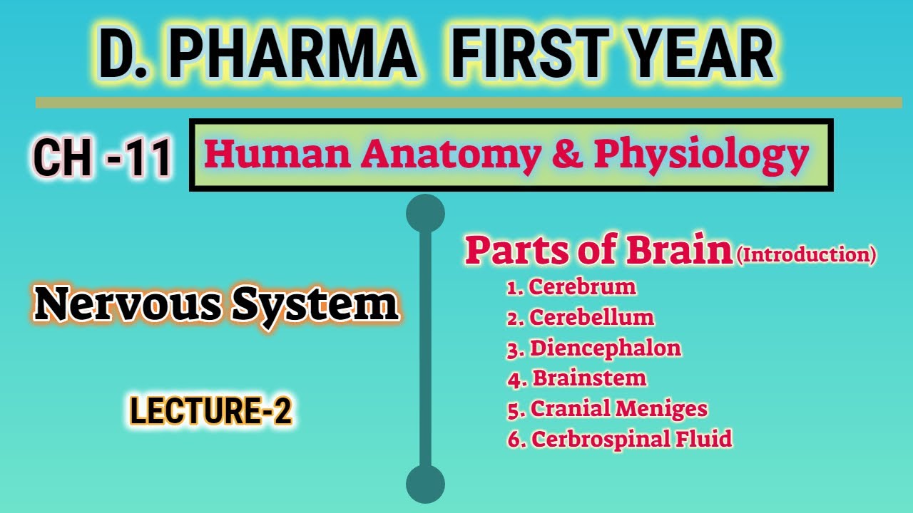 Parts of brain | CH-11 | L-2 | Human Anatomy and Physiology | D.Pharm first year