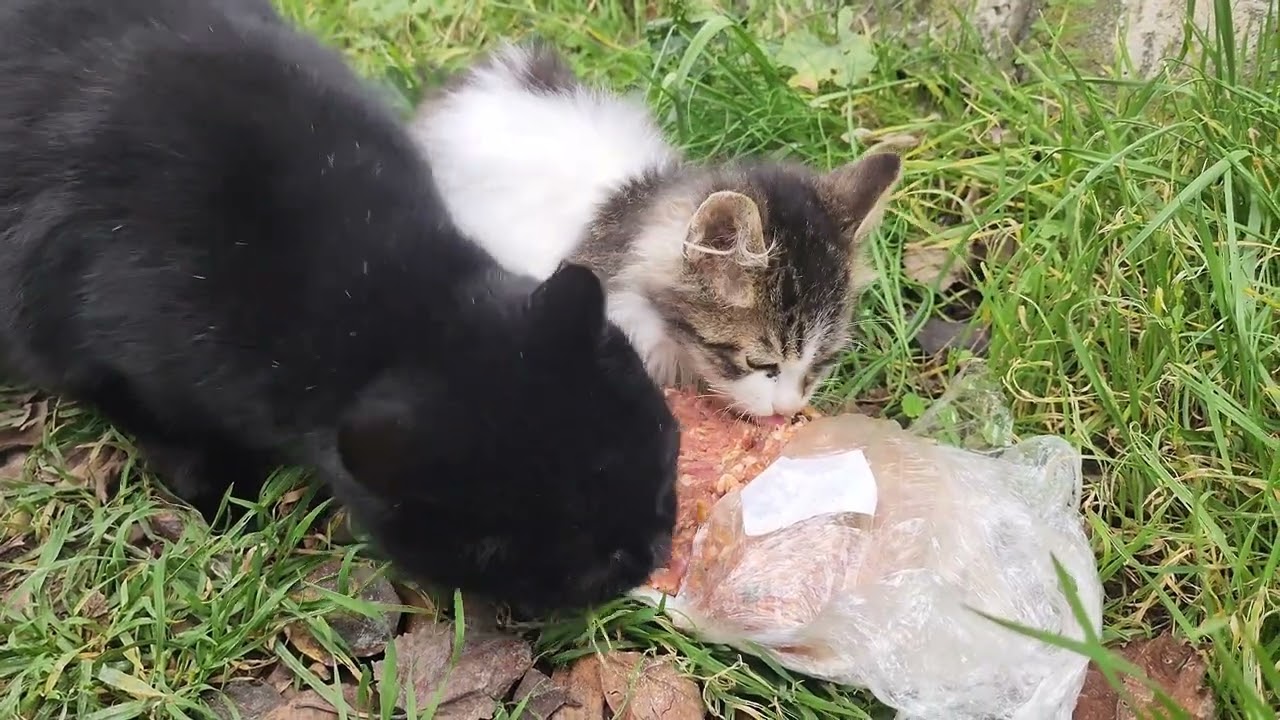 NEW 4K Old and new friends around my neighbourhood i met