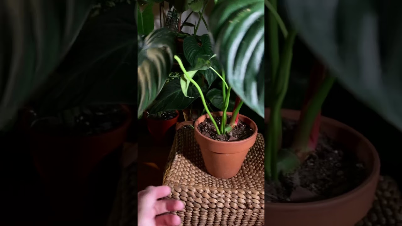 Philodendron Pastazanum