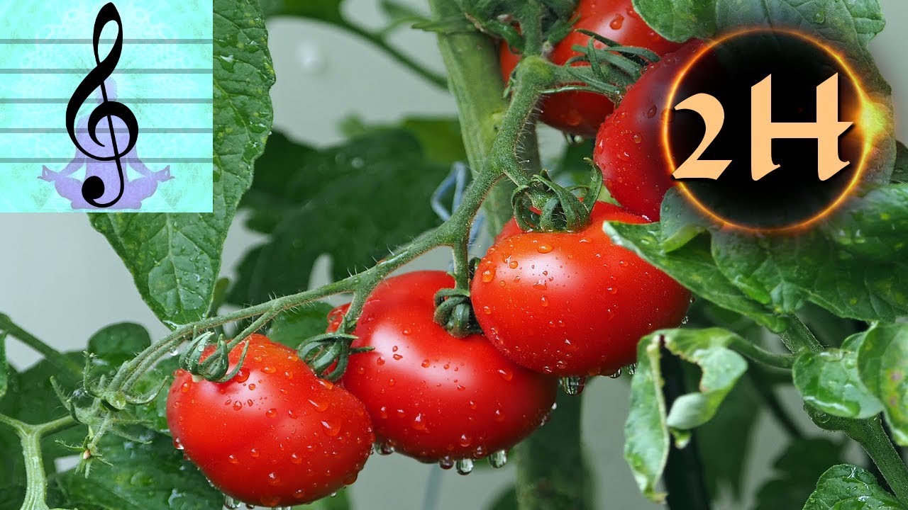 Music for PLANTS - Stimulate the GROWTH of your plants - Plant growing music