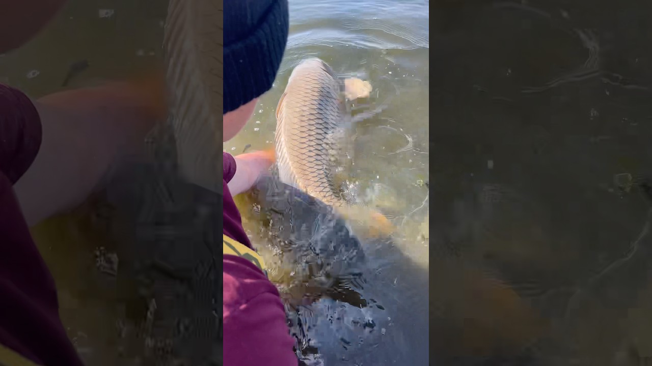 Carp fishing | MUST WATCH | CARP FISHING SOUTH AFRICA