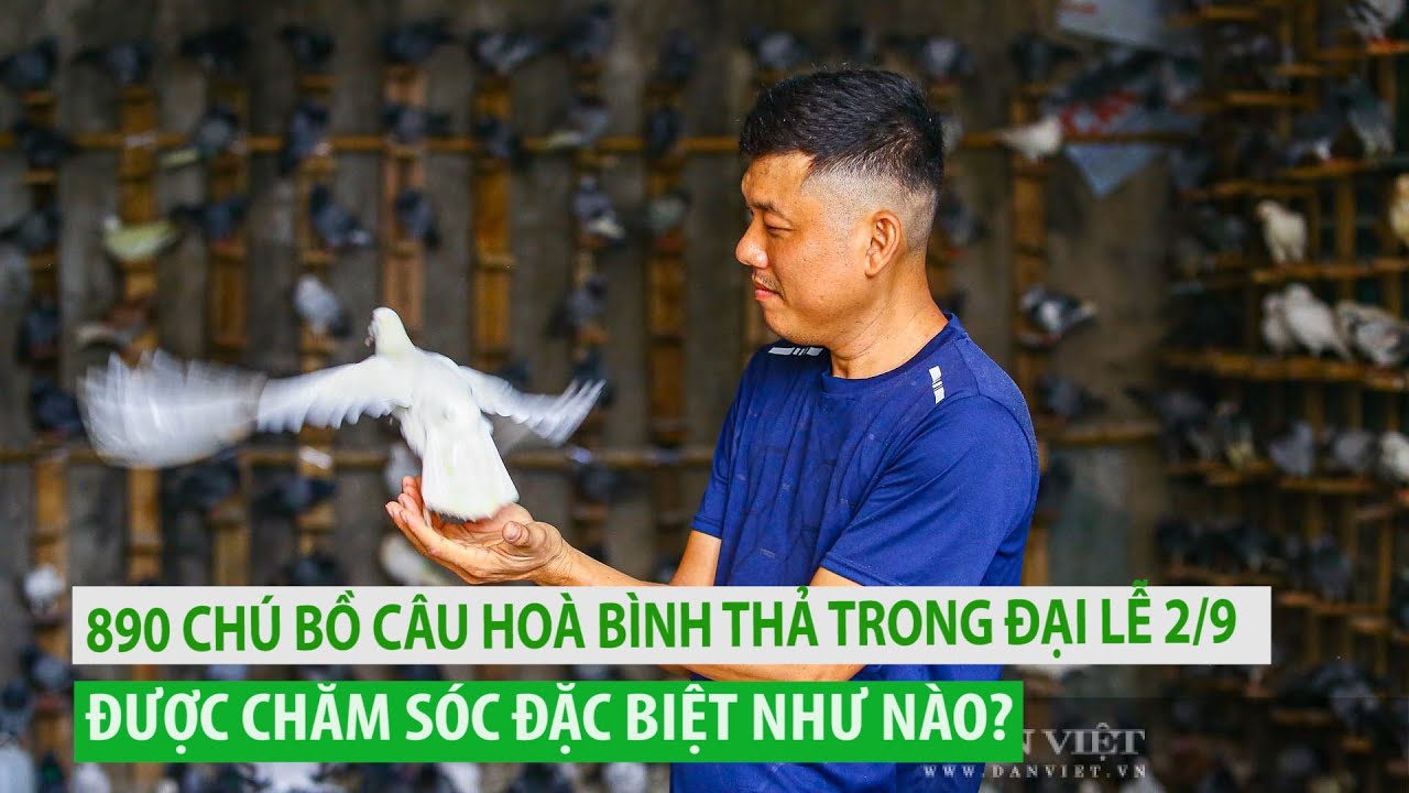 890 chú bồ câu hoà bình thả trong Đại lễ 2/9 được chăm sóc đặc biệt thế nào?
