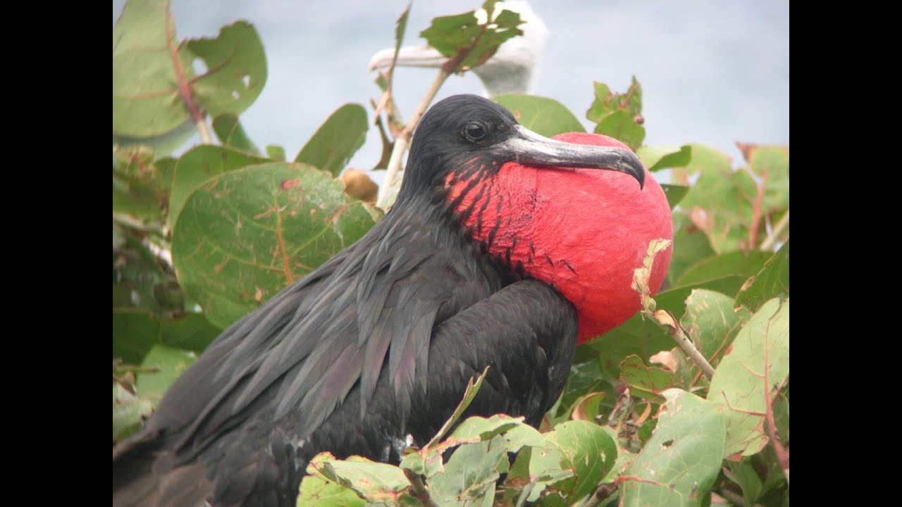 British Virgin Islands – wildlife and heritage