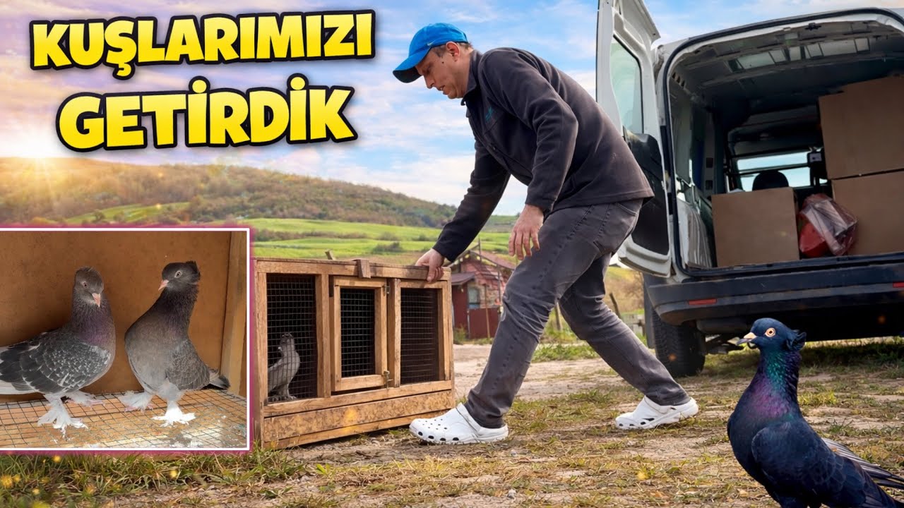Kuşlarımızı Yeni Yerimize Getirdik 🤗 Erdin&ccedil; K&uuml;mes Ziyareti 🕊️ Taklacı G&uuml;vercin Oyunkuşu