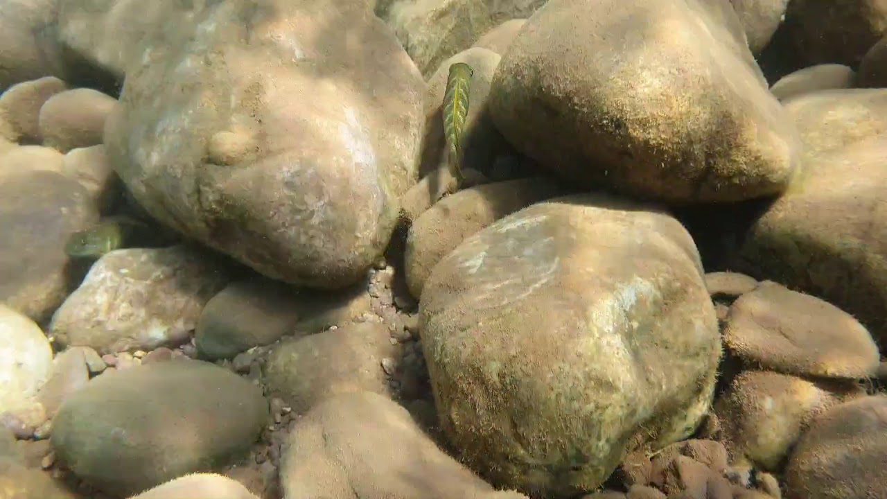 TANGANYIKA GÖLÜNE DALDIM  (1. KISIM)