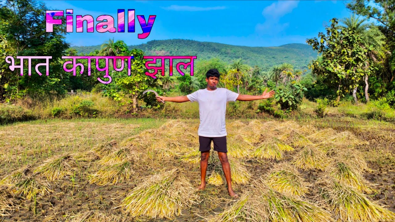 Finally भात कापुण झाला ||  Bhat Kapni Zali || gavthi vlog 