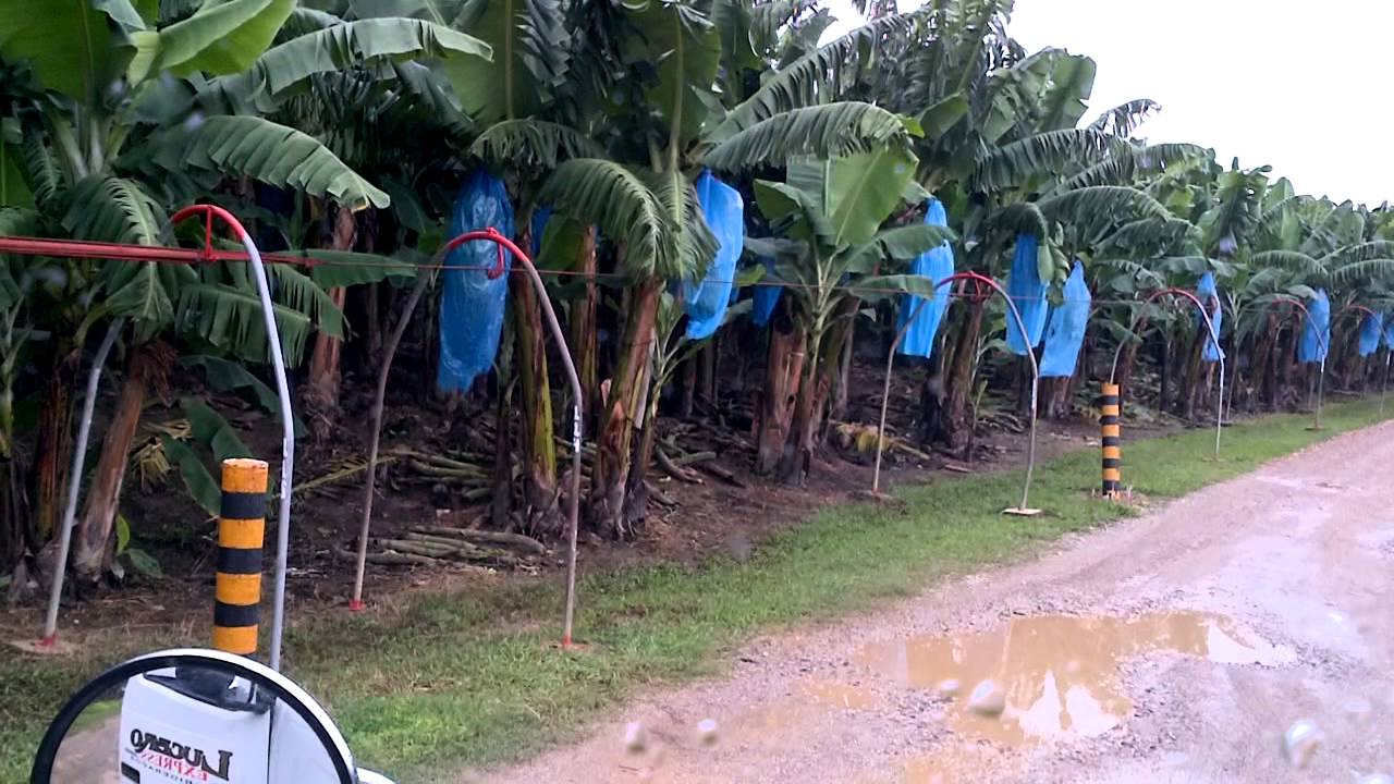Entrando a la empacadora  de Teapa Tabasco