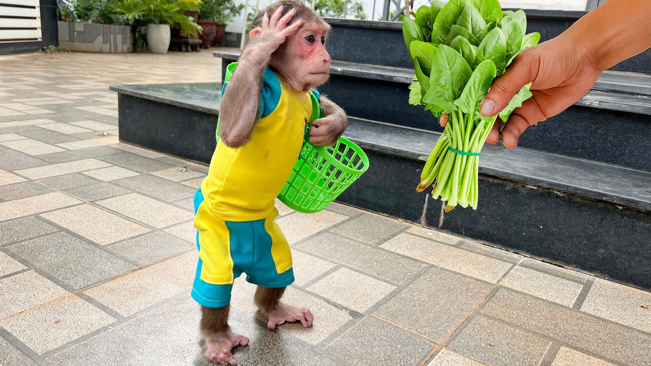 Monkey Cubis do great job of buying vegetables for Dad!