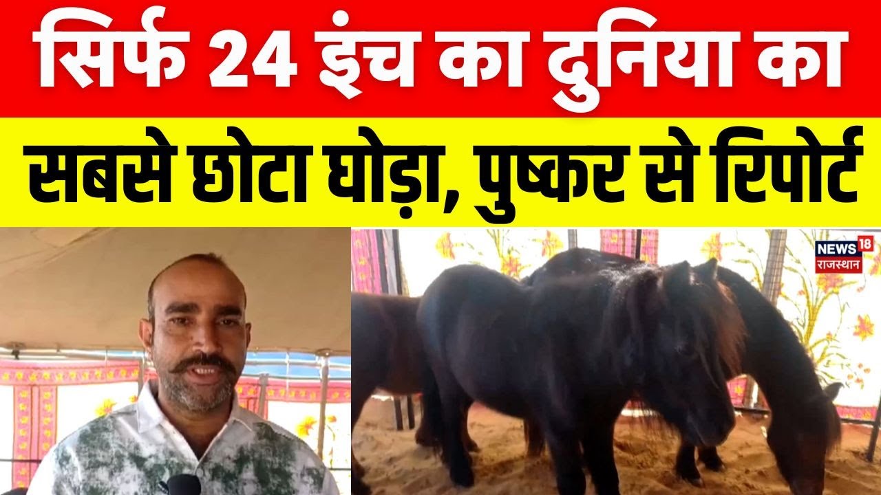 Pushkar Fair 2025 : कभी देखे हैं 30 इंच की लंबाई वाले घोड़े! | Ajmer News | Top News | Ajmer News
