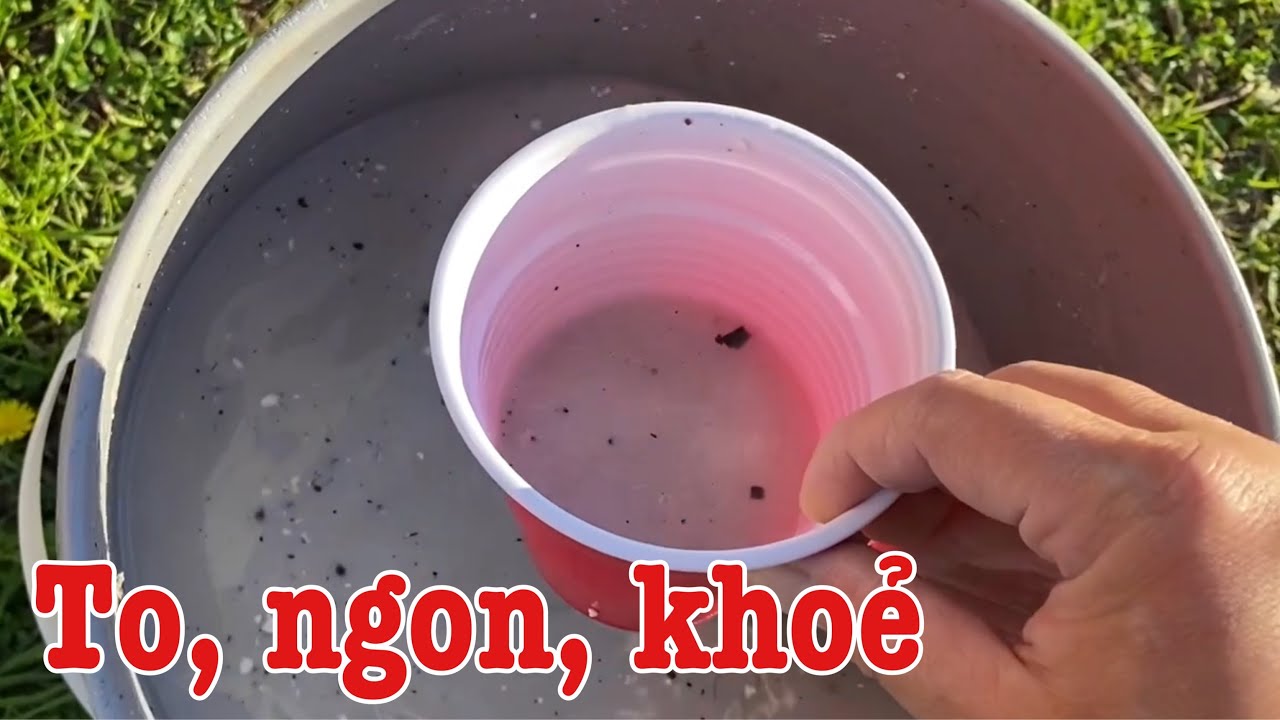 Cách pha phân giúp cây con phát triển nhanh, khoẻ mạnh, củ lớn, trái ngon | Grow baby plants faster