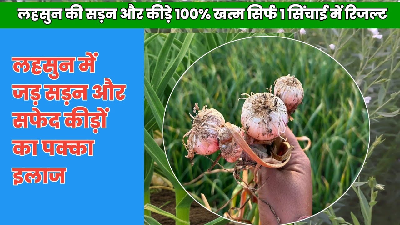 लहसुन में जड़ सड़न और सफेद कीड़ों का पक्का इलाज | लहसुन का पीलापन कैसे रोकें?lahsun ki jad me kida