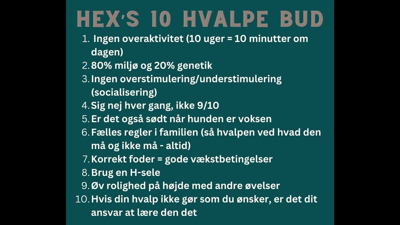 De bedste 10 råd til hvalpe/hundeejere, så du får en fysisk sund og afbalanceret hunde-familiemedlem