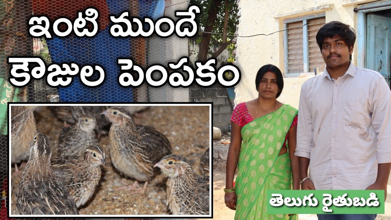 70 గజాల స్థలంలోనే కౌజు పిట్టలు పెంచుతున్నాం | Quails Farming Experience | రైతు బడి