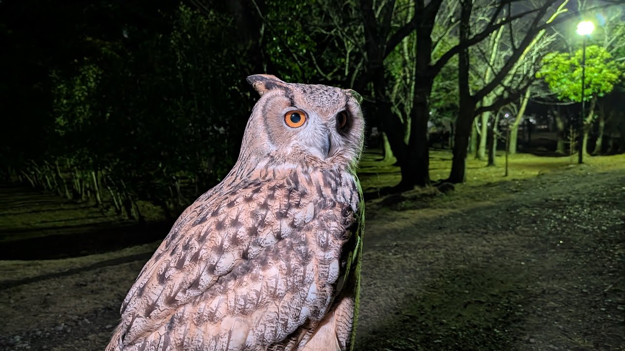 フクロウのフライトショー