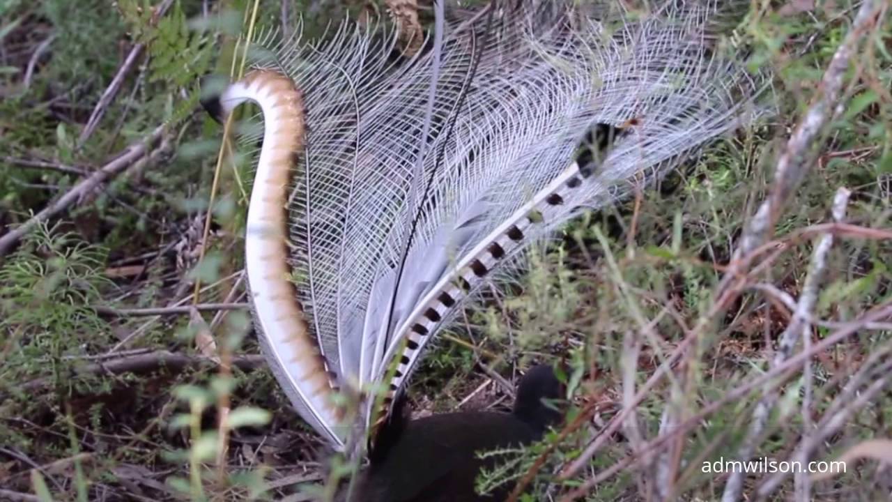 The calls and dance of the Superb Lyrebird
