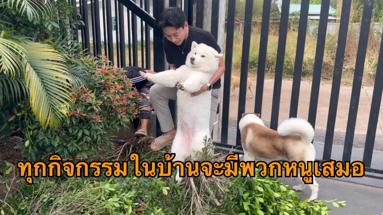 ช่วยไม่ได้มาส่งกำลังใจก็ยังดี ยายตัดต้นไม้ใหญ่ริมรั้วบ้านพวกหนูเลยมาวิ่งมั่วเพื่อส่งกำลังใจให้นุด