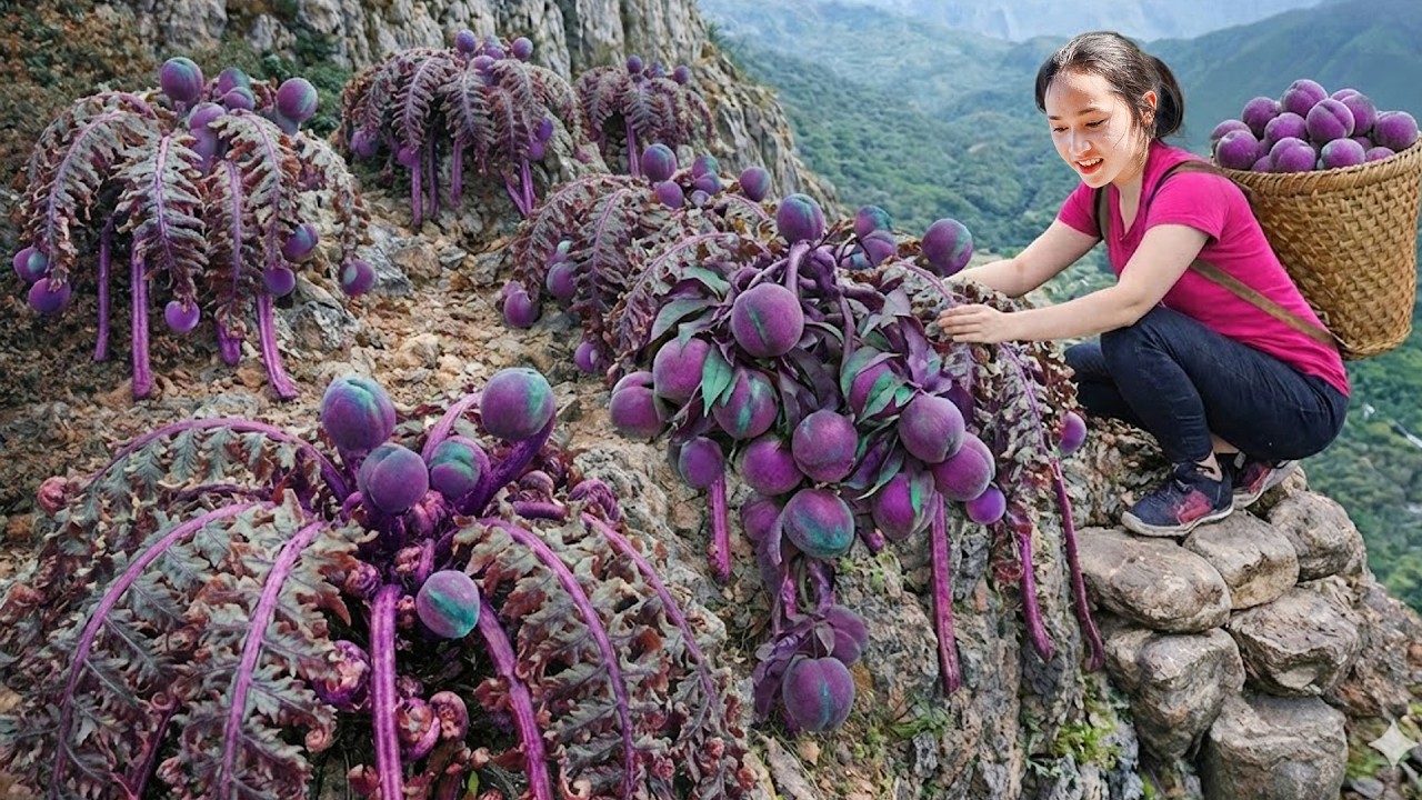 Harvesting Juicy ATISO On Dangerous Cliffs | Shocking Discovery in the Wild | off the grid