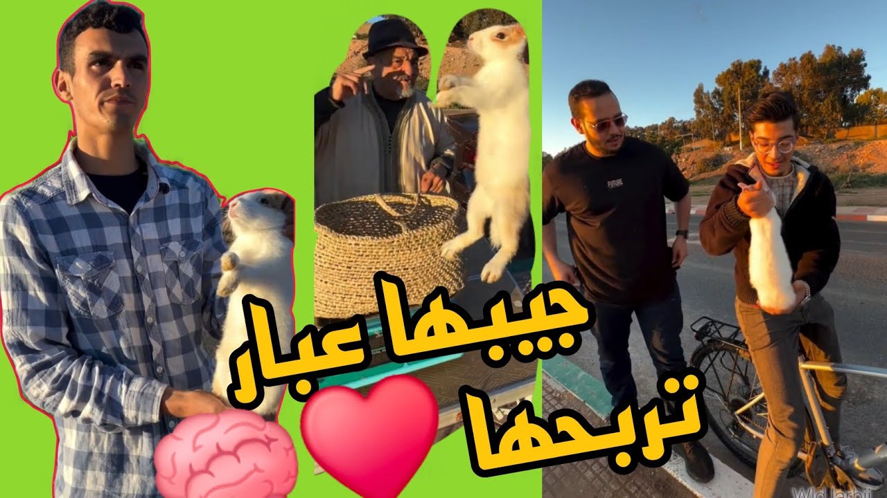 جيبها عبار تربح قن♥️😃😍