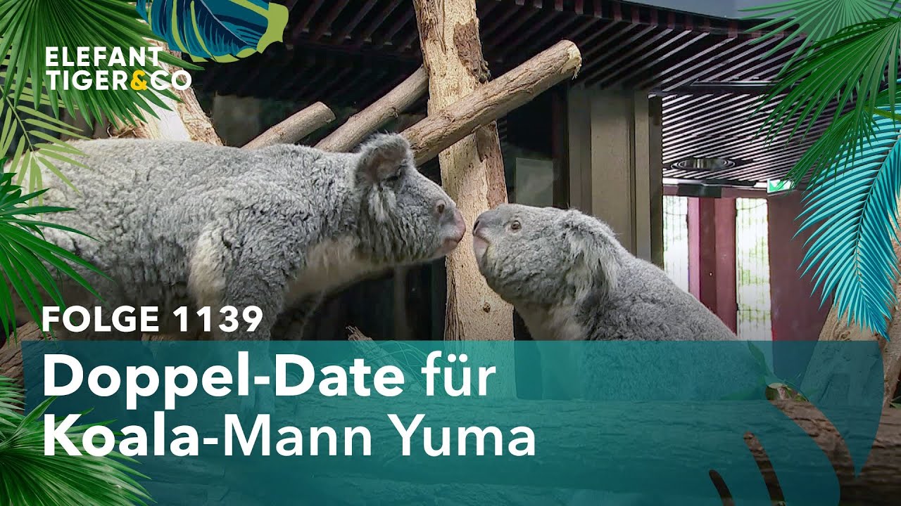 Bachelor Yuma verteilt Rosen (Folge 1139) | Elefant, Tiger & Co. | MDR
