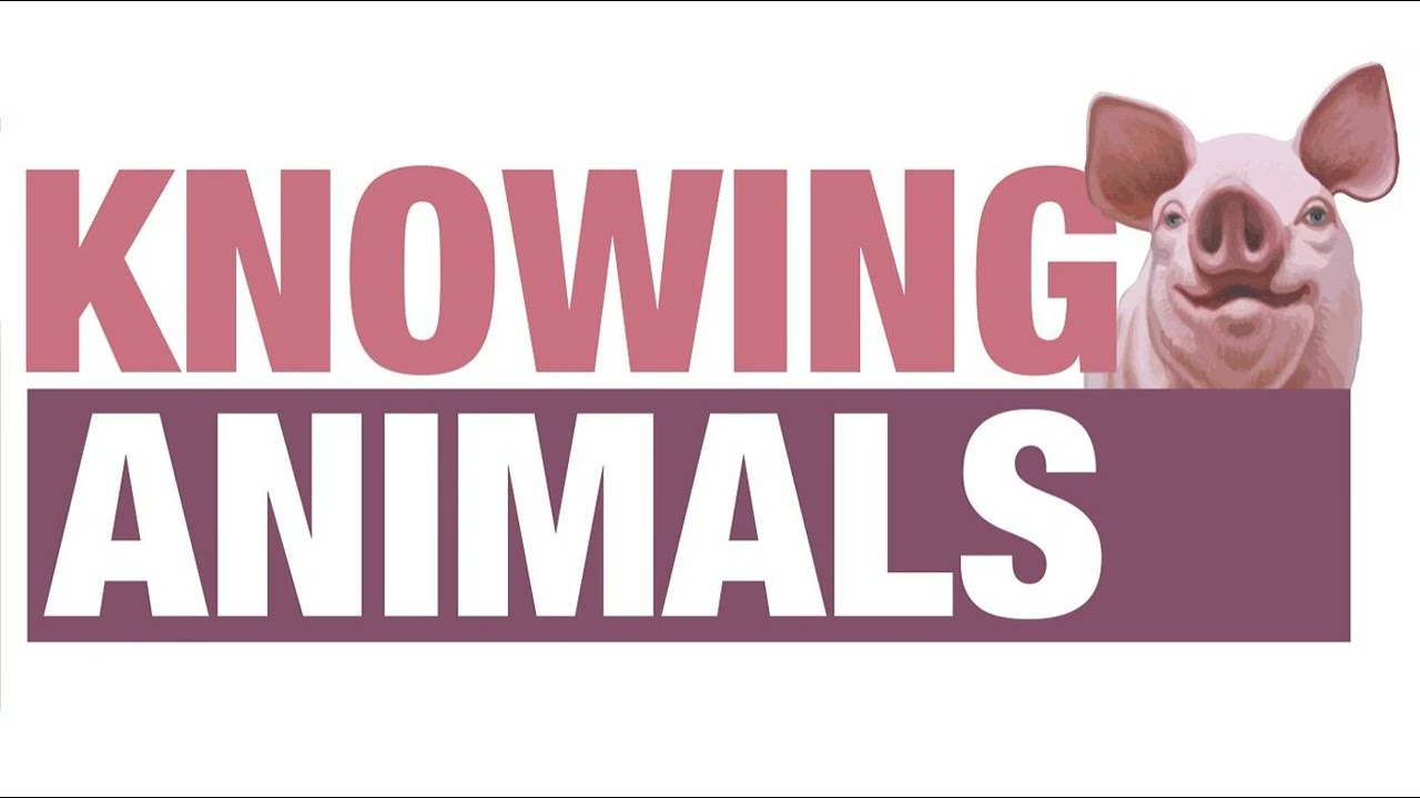 Episode 229: What are animal rights for? With Steve Cooke
