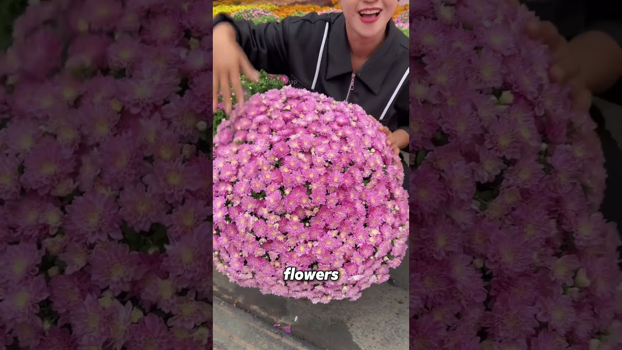 The Spherical Chrysanthemum: A Natural Floral Wonder