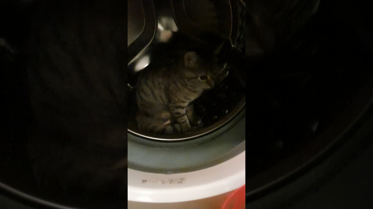 I was looking for my cat this morning and found her in my washing machine 😭 #cat #catshorts