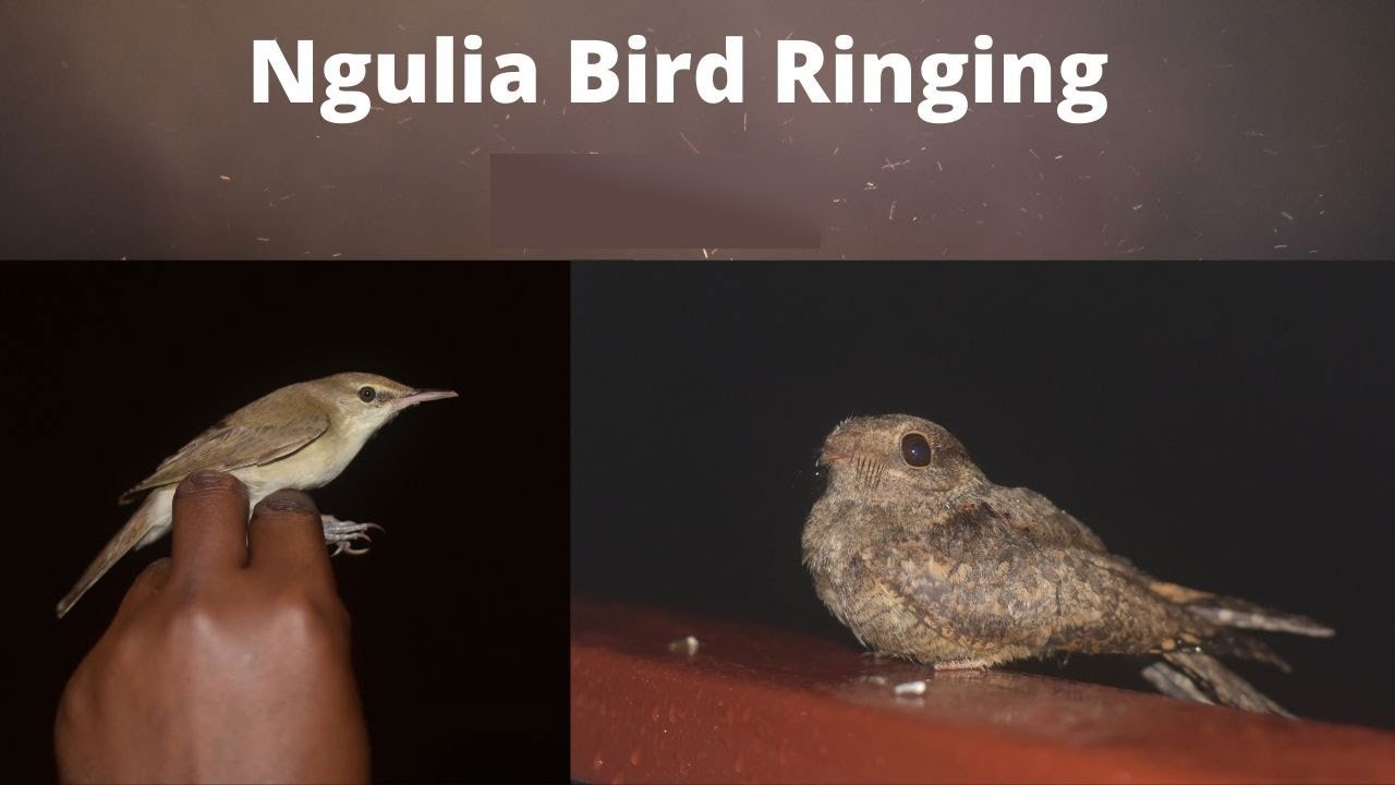 NGULIA LODGE BIRD RINGING VIDEO - INTRODUCTION TO BIRD BANDING