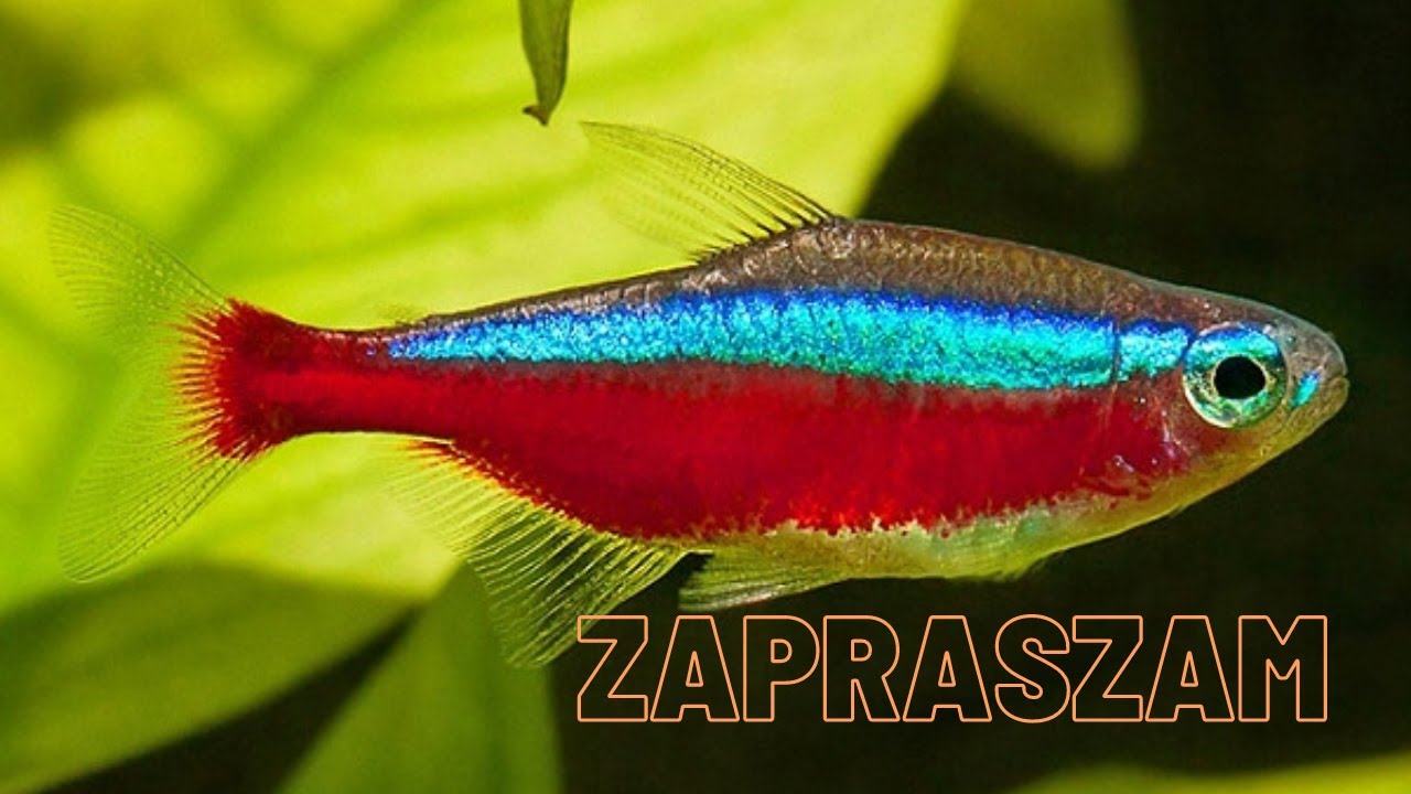 Jak rozmnożyć Neona