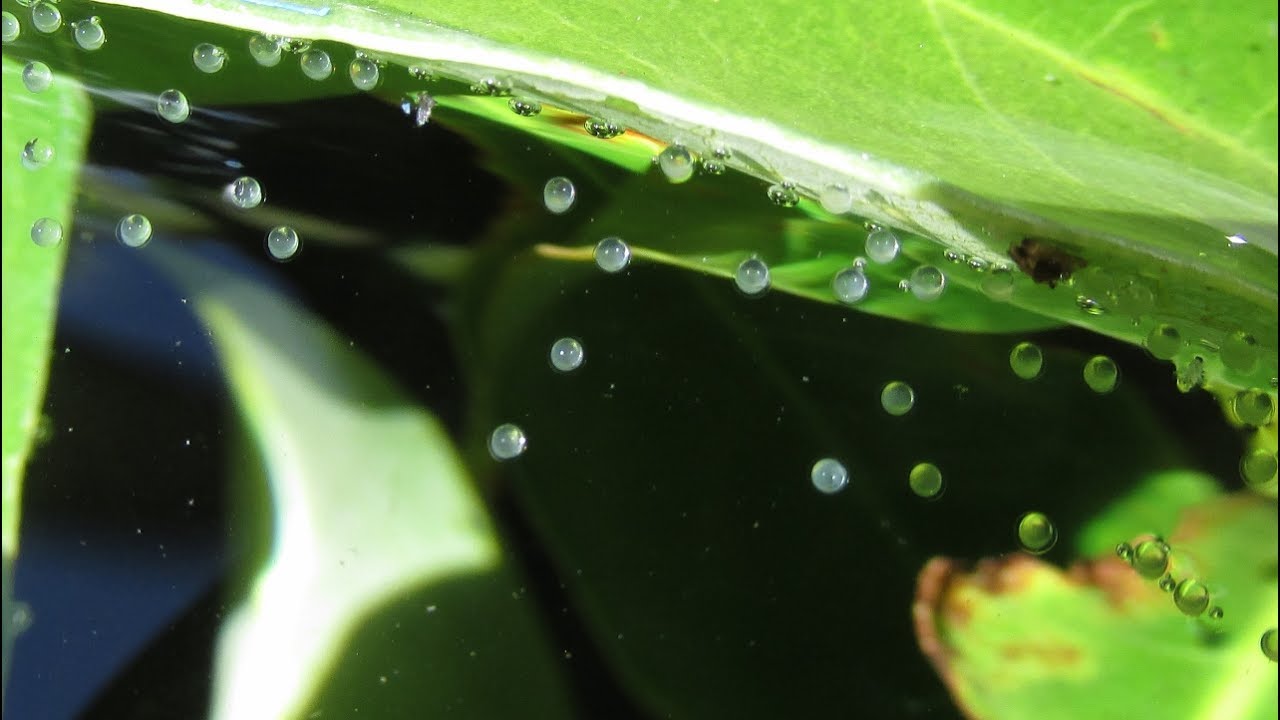 Breeding Gouramis 2nd Time with Closeup of Eggs and Fry