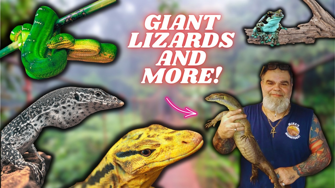 UNREAL Reptile Room Tour at Mike's Monitors!