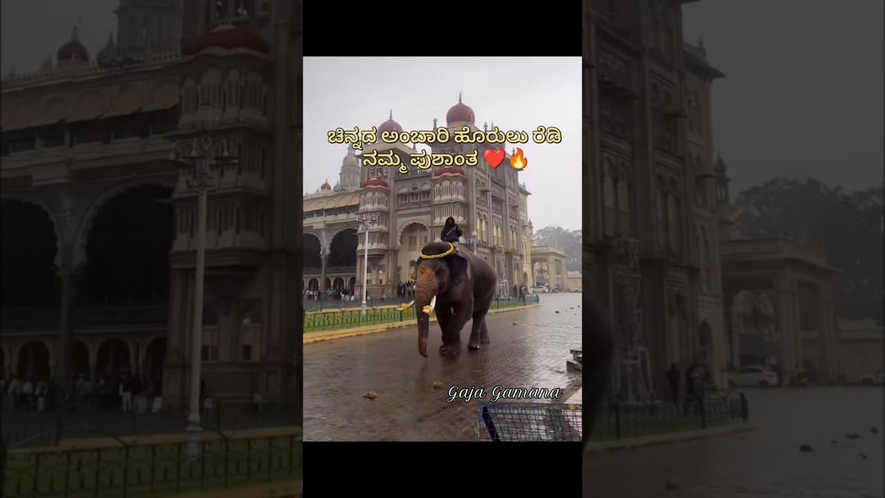 Ambari elephant Prashant ❤️🔥 #elephant #ambari #dasara #viral #viralshort #animals #abhimanyu #trend