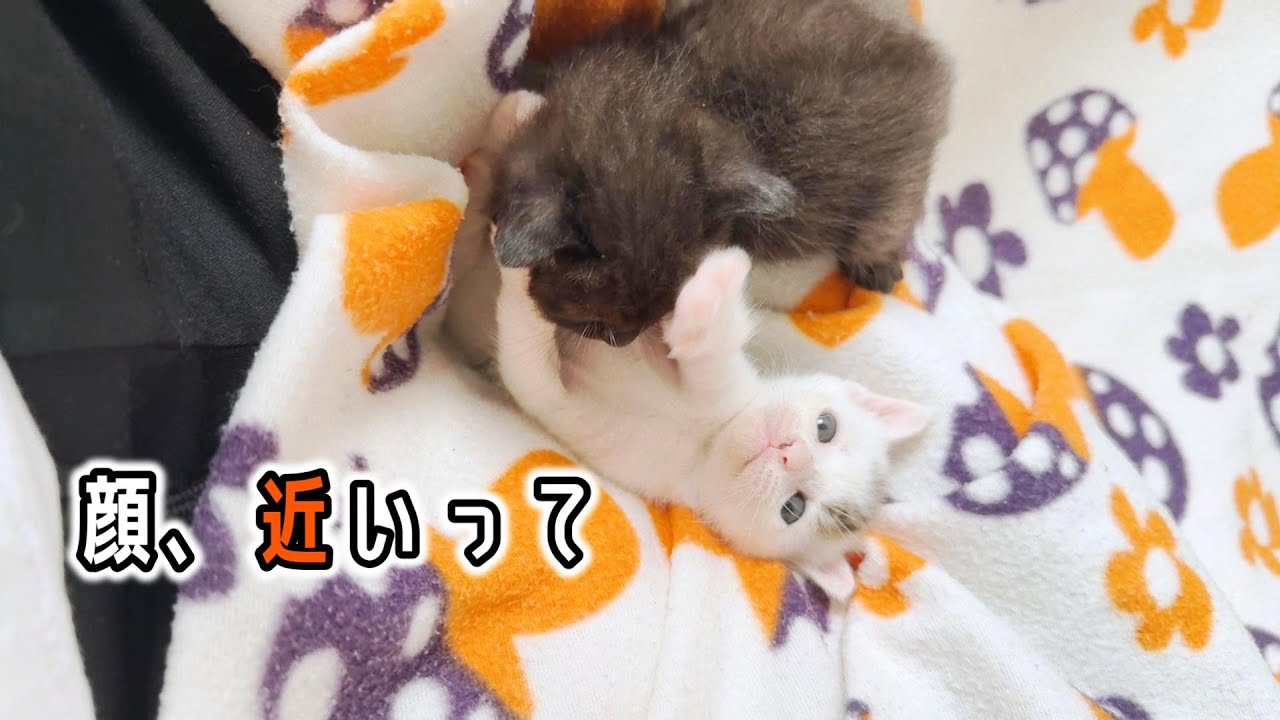子ねこもだんだん我が出てきたようです「名前も決定！」【保護猫生活9日目】
