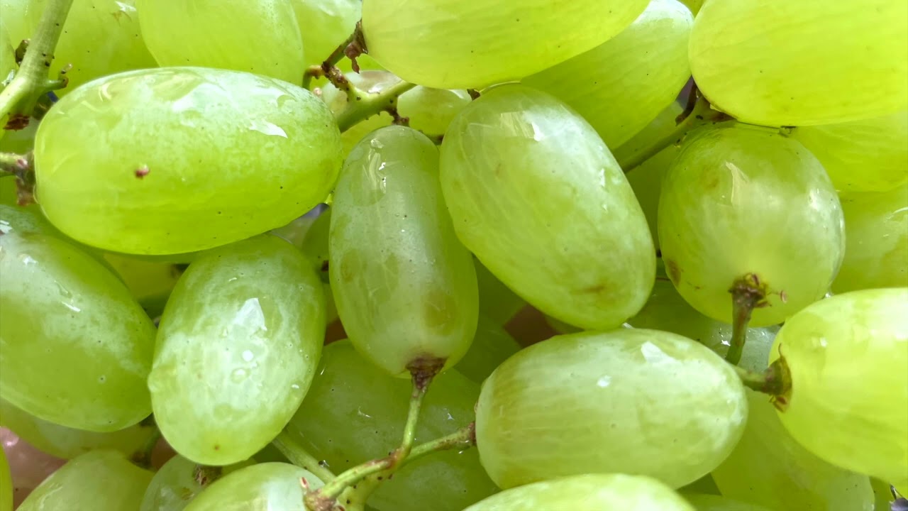 Eating Green #Grapes #ASMR Sound - âm thanh ăn nho xanh - recorded with #RODE