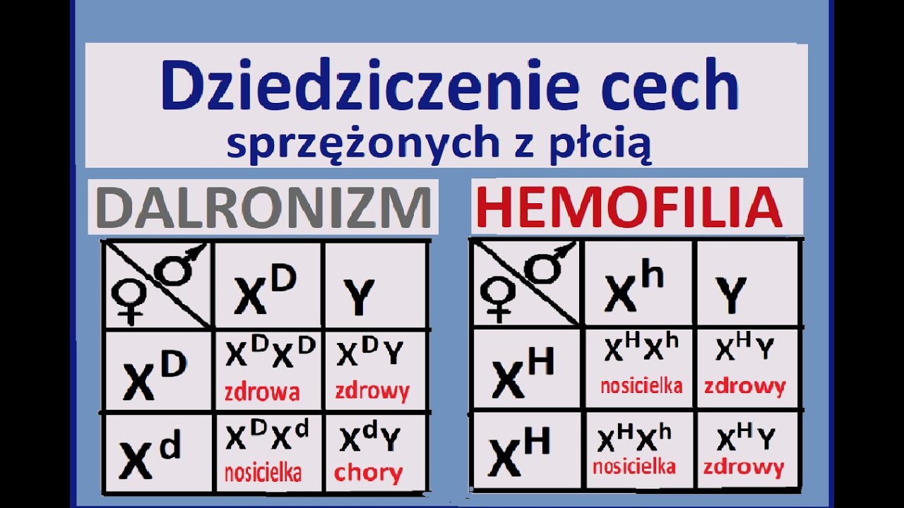 Dziedziczenie cech sprzężonych z płcią. Dziedziczenie daltonizmu i hemofilii