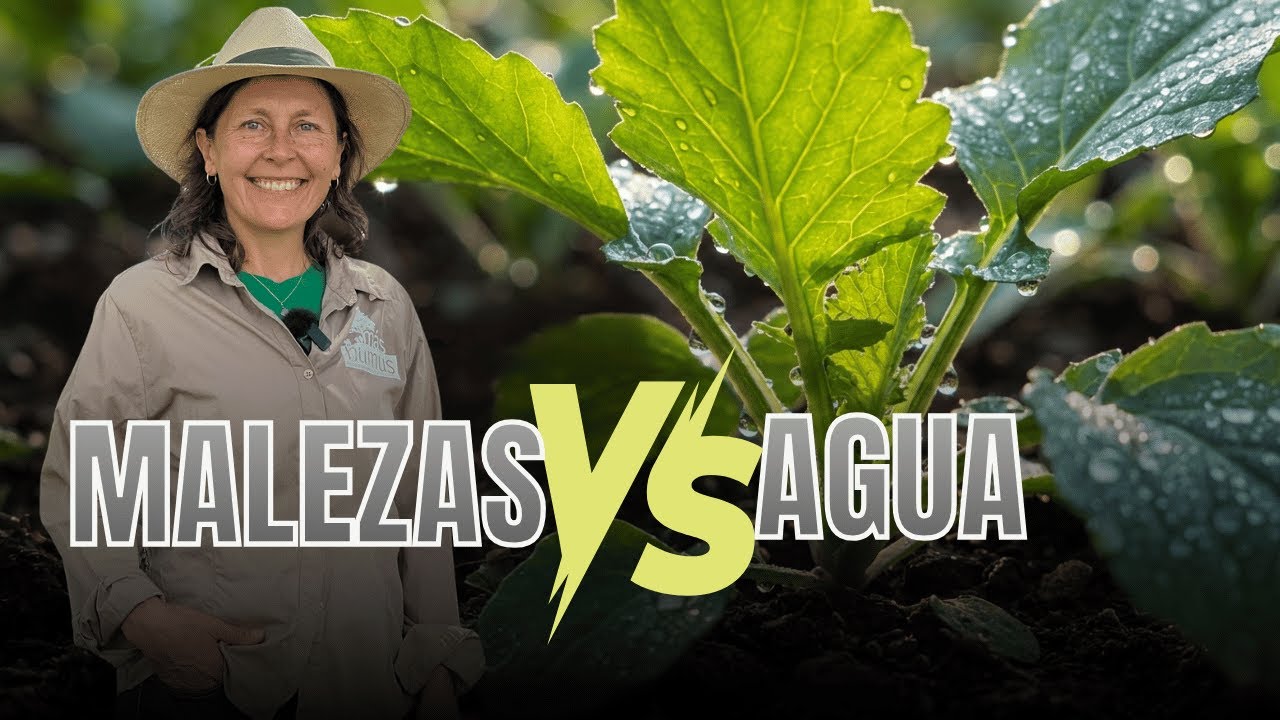 ¿Las malezas realmente compiten por el agua de tu cultivo?